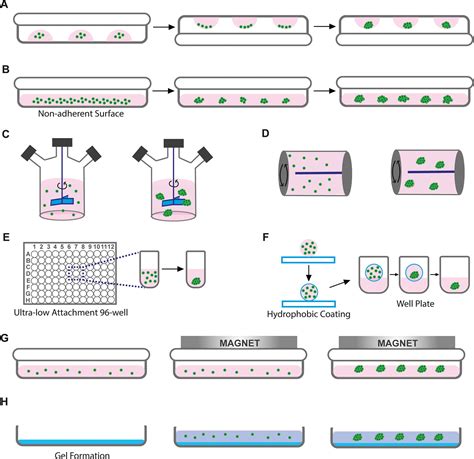 Spheroid Engineering in Microfluidic Devices | ACS Omega