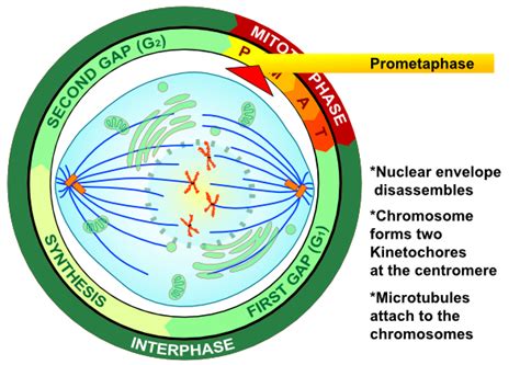 Prometaphase Procariotic Mitosis Clip Art at Clker.com - vector clip ...