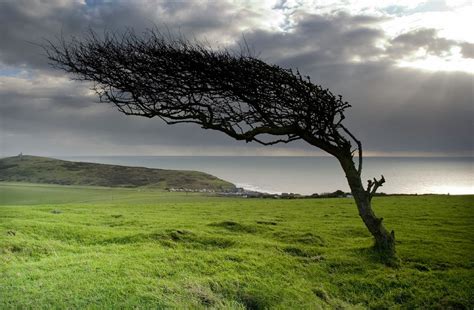 Balkan Ecology Project : Windbreak/Shelterbelt Design