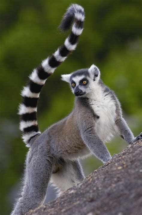 Lemur, Animals beautiful, Animal references