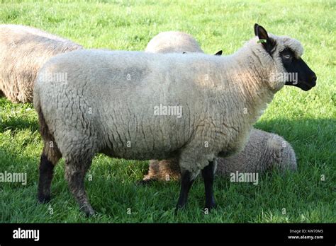 White sheep black face hi-res stock photography and images - Alamy