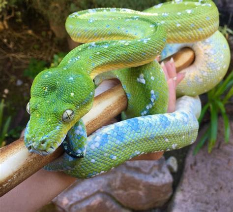 Green Tree Python Care Guide – The Critter Depot