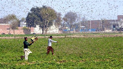 Climate Change Could Fuel the Spread of a Flesh-Eating Parasite