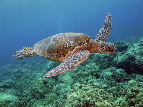 Hawaiian Green Sea Turtle, Kona, Hawaii by Stevedunleavy.com