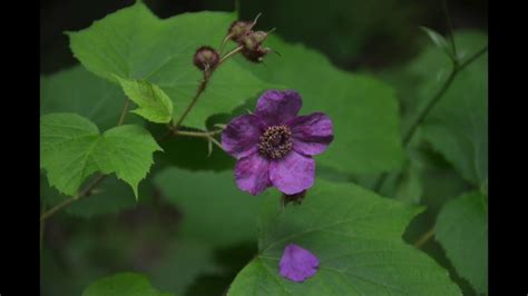 Appalachian Wildflowers - YouTube