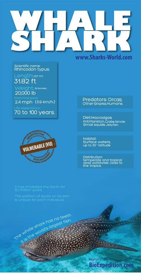 Whale Shark Infographic