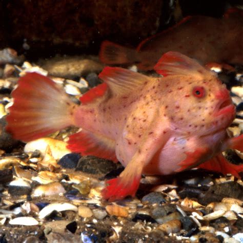 Last chance to see? The five most endangered sea creatures in Australia