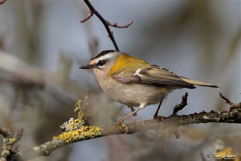 Common firecrest (Regulus ignicapilla) Vuurgoudhaan | Flickr