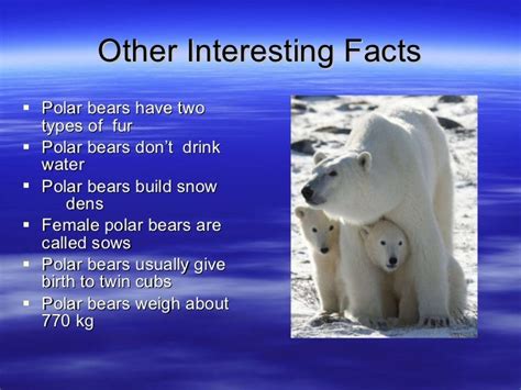 Polar bear facts