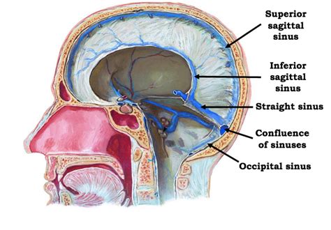 ventricles, meninges, CSF and blood vessels of the brain Flashcards | Easy Notecards