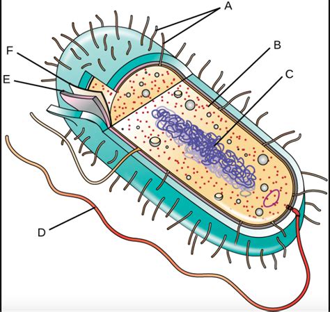 Bacteria Cell Labeling Diagram | Quizlet