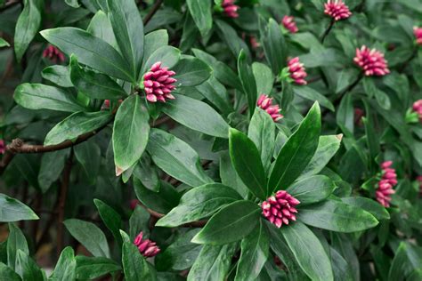 How to Grow and Care for Daphne Shrubs