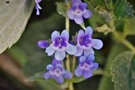 Blue Mist Penstemon