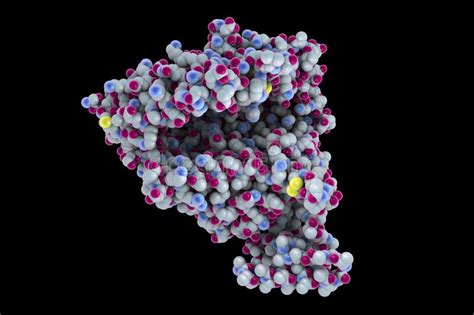 Human ACE2 receptor stock illustration. Illustration of disease - 178163572