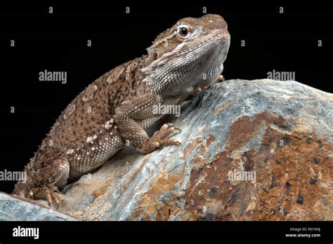 Rankin's Dragon (Pogona Henrylawsoni Stock Photo - Alamy