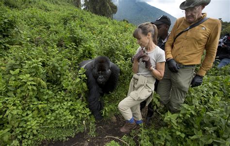 Conservation tourism - a lifeline for Rwanda's mountain gorillas - CBS News