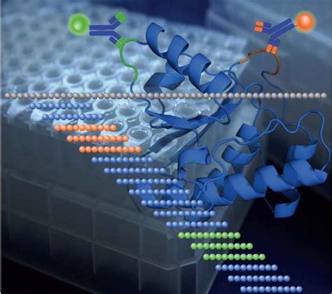 Epitope Mapping - Creative BioMart