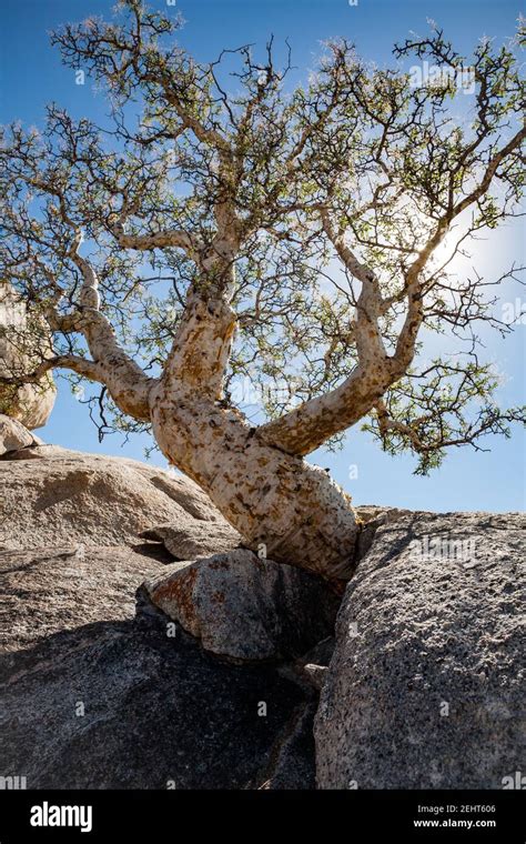 Backlit elephant tree Bursera microphylla growing from a rock crevice in Baja California, Mexico ...