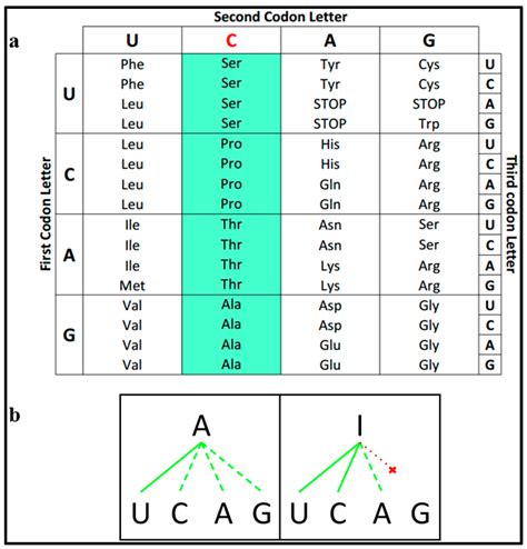 Dna Codon Usage Table | Review Home Decor