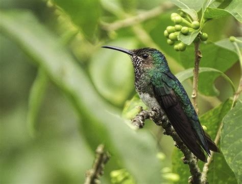 Mindo Birdwatching Tour from Quito | Ecuador Vacations | Voyagers Travel