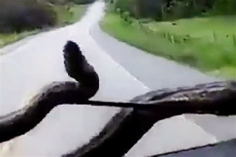 MONSTER killer anaconda attacks man driving car in shock graphic video ...