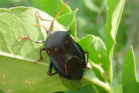 pest control - Managing Bronze Orange Bugs on citrus trees - Gardening & Landscaping Stack Exchange