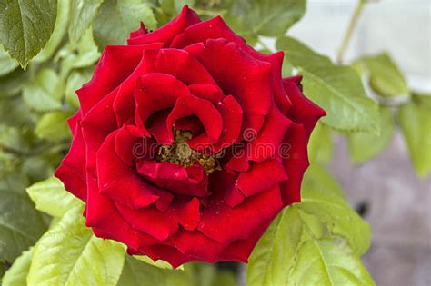 Roses, Love Symbol Roses, Red Roses for Lovers Day, Natural Roses in the Garden Stock Image ...