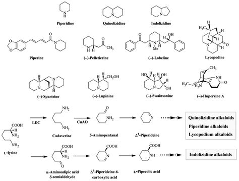 Frontiers | Quinolizidine alkaloid biosynthesis: recent advances and future prospects