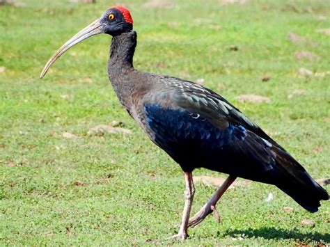 Red naped Ibis or Black Ibis (Pseudibis papillosa Temminck) near ...