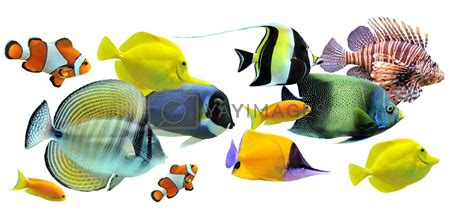 group of fishes by cynoclub Vectors & Illustrations with Unlimited ...