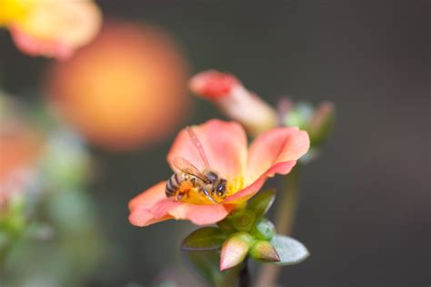 Bee Pollination | How Do Bees Pollinate & Why Is It Important?