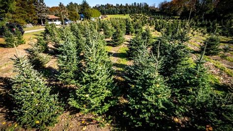 Long Island Christmas trees in 'tight supply,' shop early for best varieties, experts say - Newsday