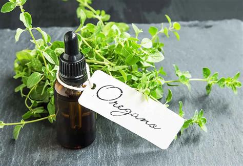 Oregano Oil - Health Benefits, Uses, Dosage & more