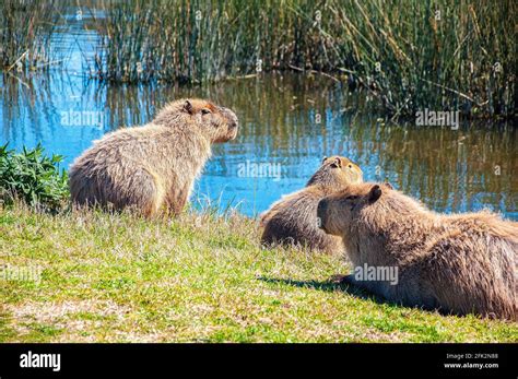 Grupo de carpinchos o capibaras en su hábitat natural. Las Flores, Argentina Fotografía de stock ...