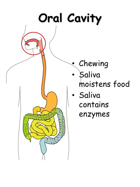 Digestive System - Presentation Biology