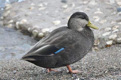 female Mallard? - Help Me Identify a North American Bird - Whatbird ...