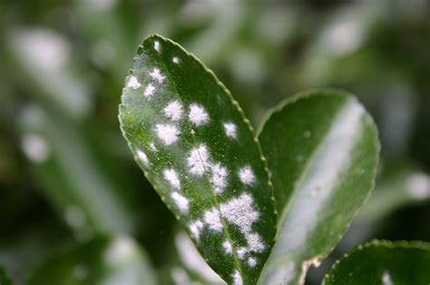 Euonymus – Powdery Mildew | Walter Reeves: The Georgia Gardener