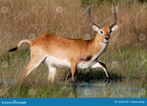 Red Lechwe Antelope stock image. Image of water, okavango - 14372133