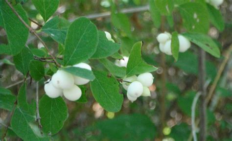 Common Snowberry, Symphoricarpos albus | Native Plants PNW