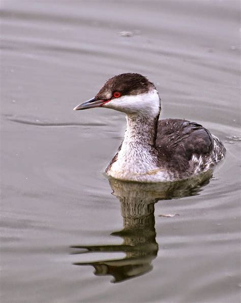 HOODED GREBE photos - wallpapers | the fun bank