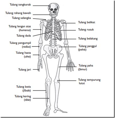 Rangka Tubuh Manusia: Susunan Rangka - SyamSun