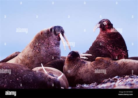 Walrus fighting on the beach Stock Photo - Alamy