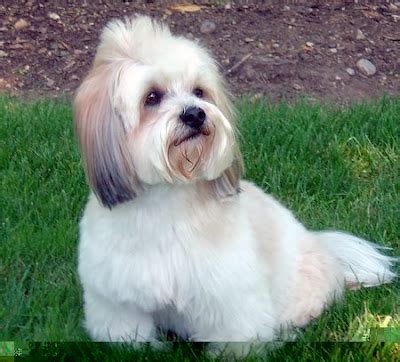 Lhasa Apso Haircuts | Dog Breeds Index