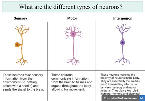 Science Simplified: All About Neurons - Patient Worthy