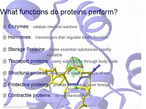 The functions of proteins. | Macromolecules, Cell processes, Chemical reactions