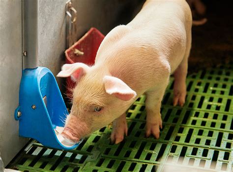 Milk systems mean less stress for piglets and humans | AB Neo