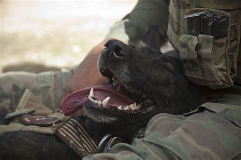 Photo by Sgt. Pete Thibodeau/USMC | Military dogs, Military working dogs, War dogs