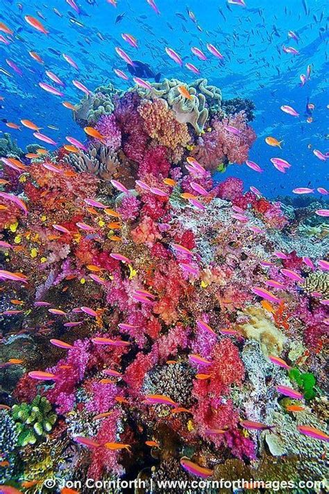 Fiji - coral reefs | Beautiful sea creatures, Ocean life, Ocean creatures