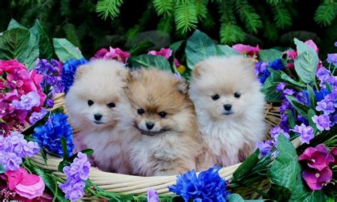 Teacup Pomeranian: Breed Information And Ultimate Care Guide | atelier-yuwa.ciao.jp