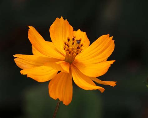 Cosmos sulphureus | GardensOnline